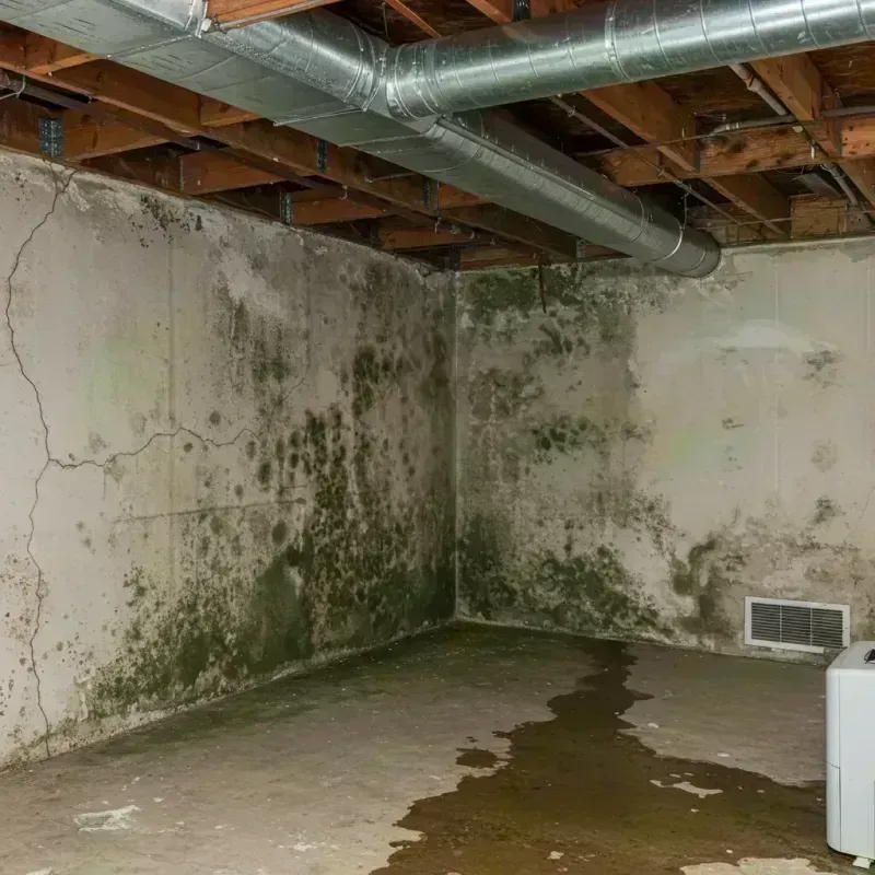 Professional Mold Removal in Poplar Grove, IL